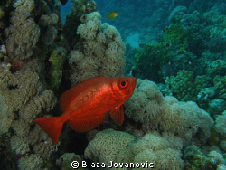 A common Red Sea bigeye on Marsa Shagra House reef, Egypt... by Blaza Jovanovic 